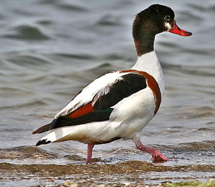 Утка сверху