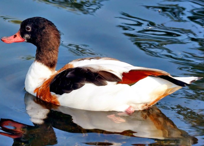 Соксун Широконоска