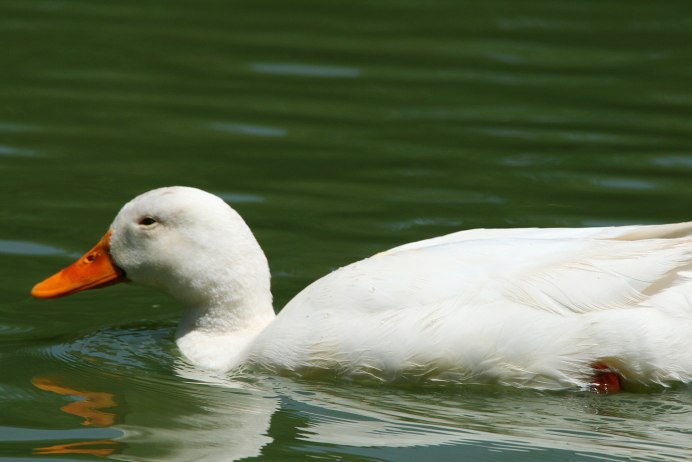 Белая кряква утка Дикая