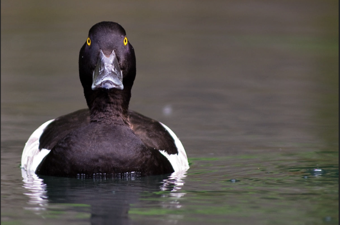 Чёрная белогрудая порода уток