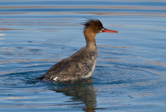 Водоплавающая птица чомга центрального Черноземья