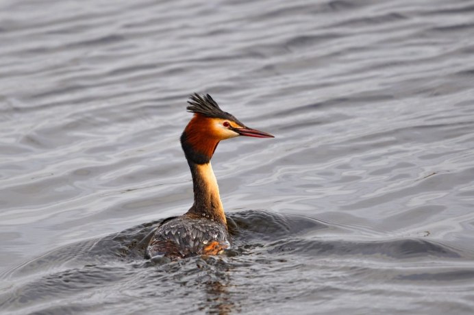 Водоплавающие птицы Ленинградской области с хохолком