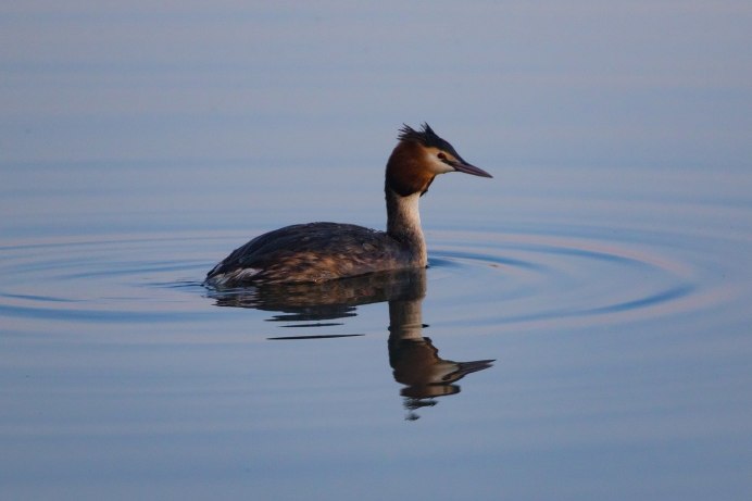 Красноголовый крохаль