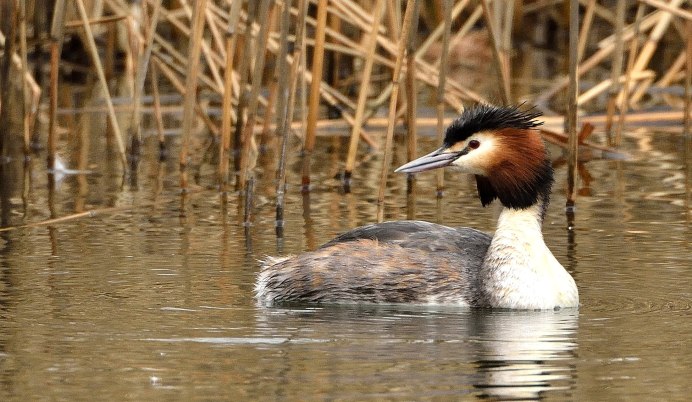 Большая поганка чомга