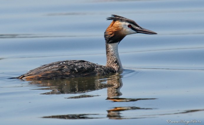 Нырок чомга