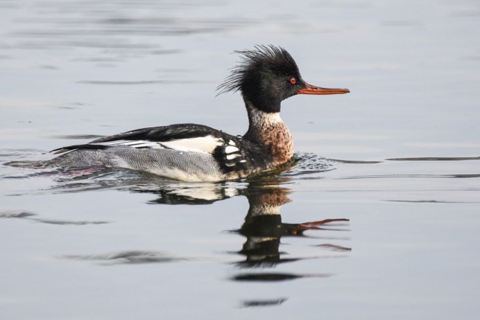 Водоплавающие птицы с хохолком Карелии