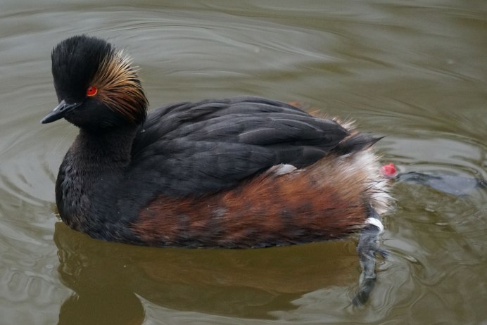 Клюв крохаля