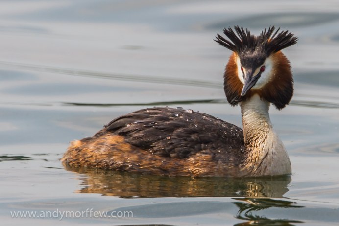 Хохлатая речные утки