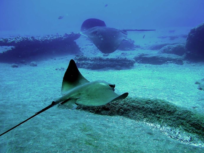 Скат Stingray