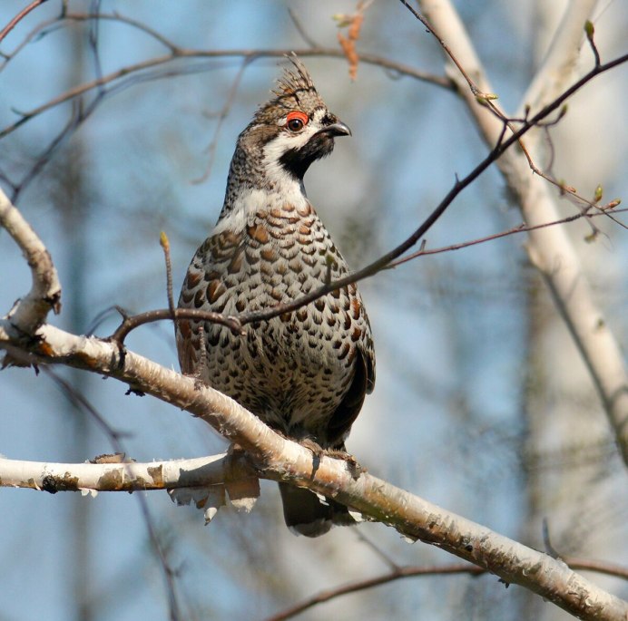 Глухарь (Tetrao urogallus)