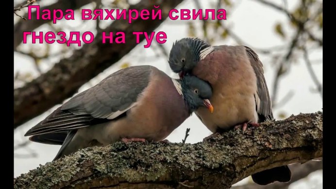 Лесная птица Горлица