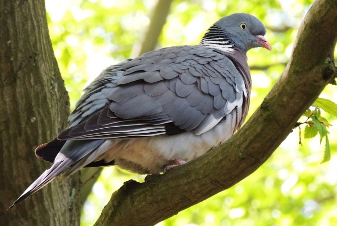 Рябчик Tetrastes bonasia