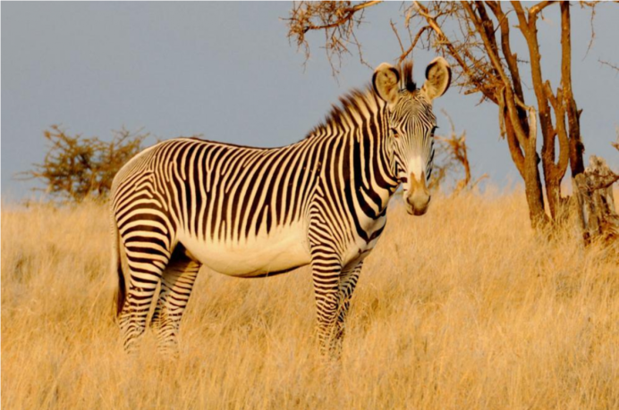 Пустынная Зебра (Equus grevyi)