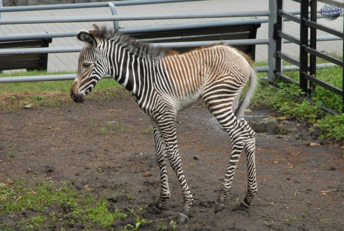 Пустынная Зебра (Equus grevyi)
