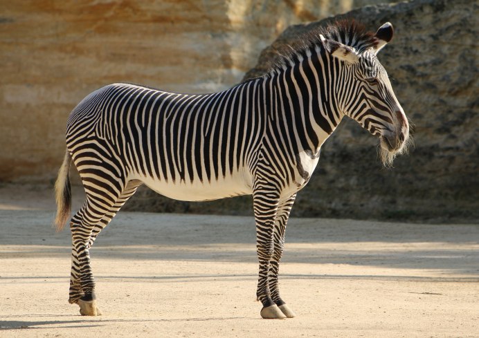 Equus Zebra
