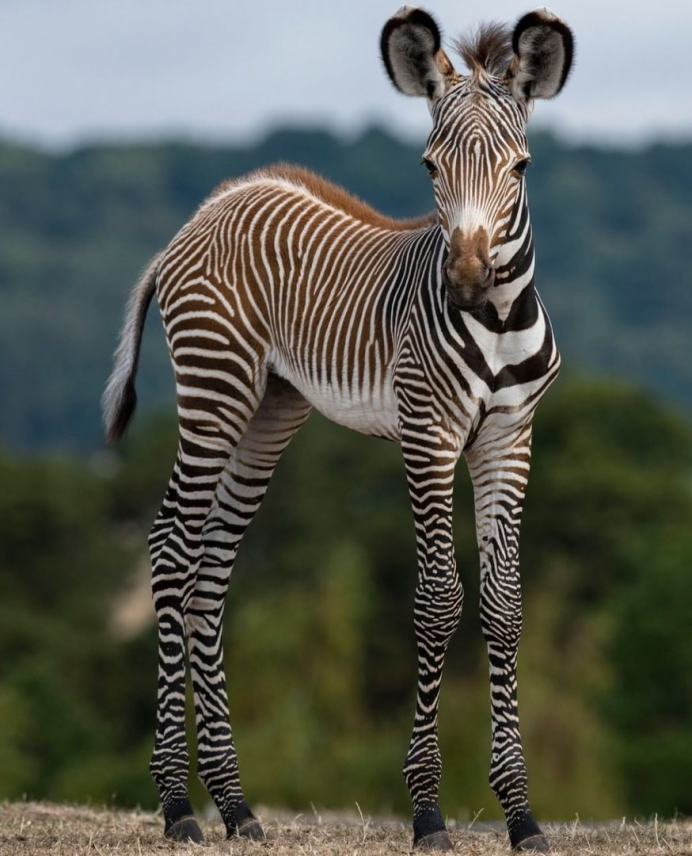 Пустынная Зебра (Equus grevyi)