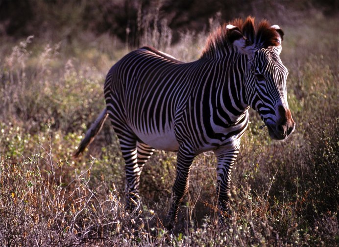 Equus Zebra