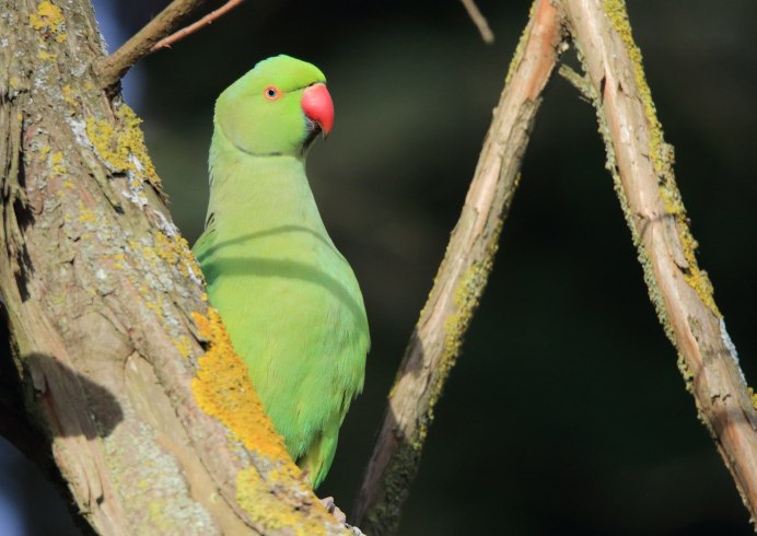 Красноголовый кольчатый попугай