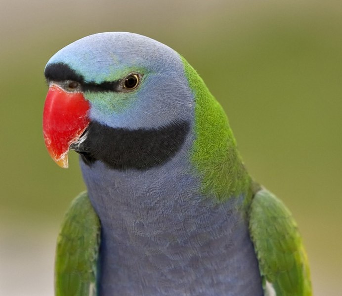 Вьетнамский кольчатый попугай