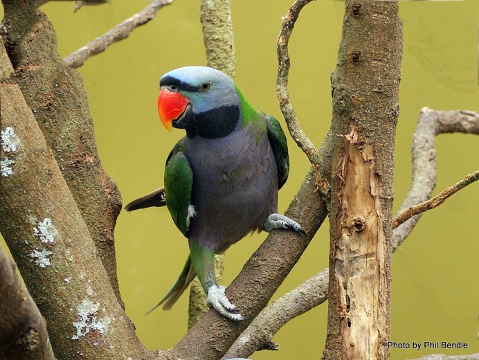 Большой китайский кольчатый попугай