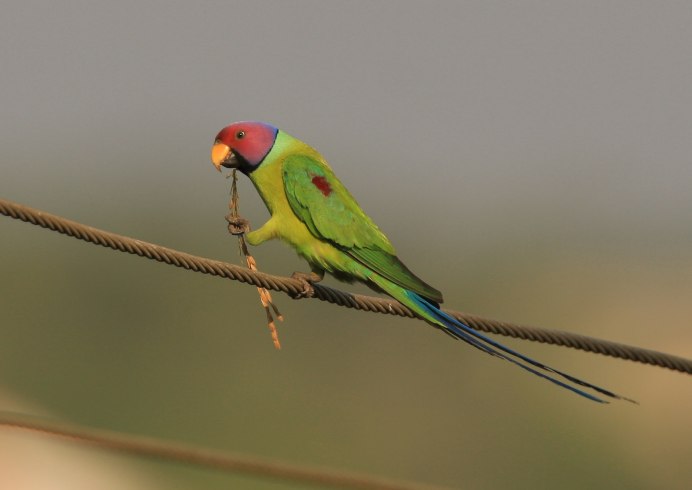 Маврикийский кольчатый попугай
