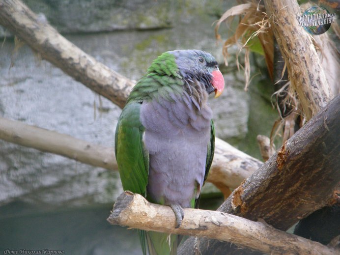 Китайский благородный попугай
