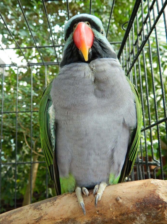 Попугай кольчатый ожереловый