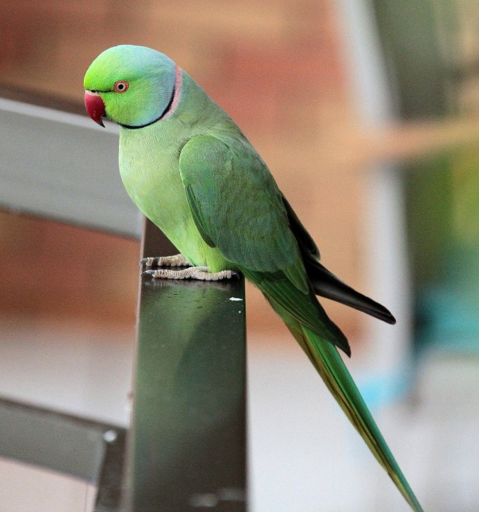 Китайский кольчатый попугай птенцы