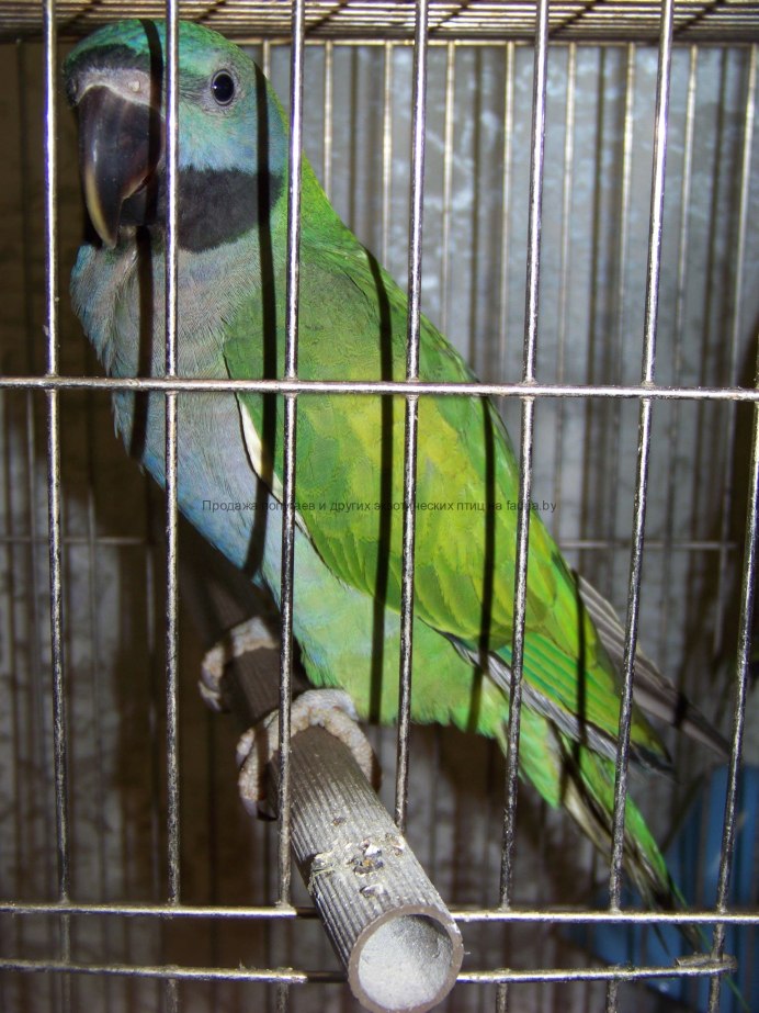 Китайский кольчатый попугай в полете