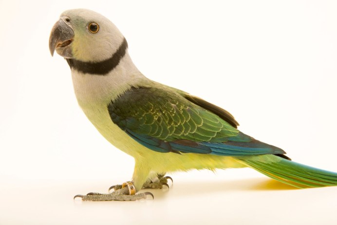 Малабарский кольчатый попугай