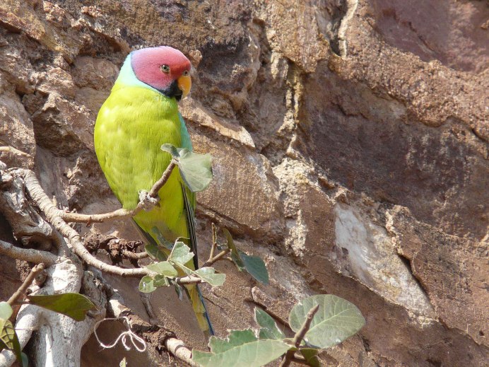 Попугай кольчатый ожереловый