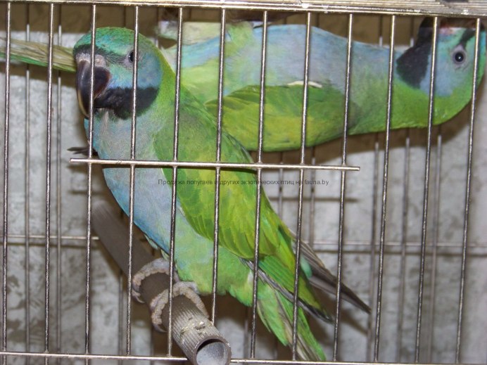 Дерби попугай