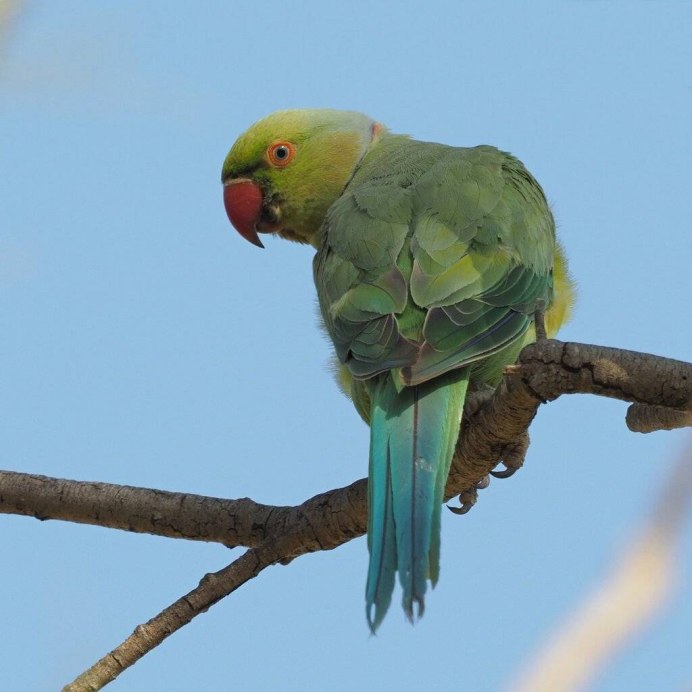 Китайский попугай