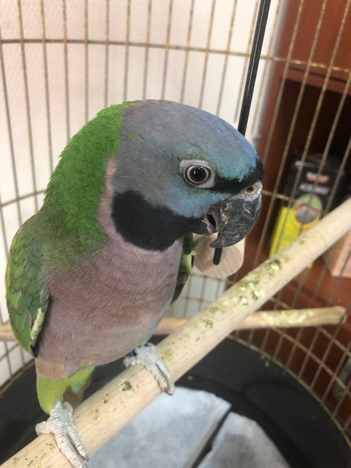 Китайский благородный попугай