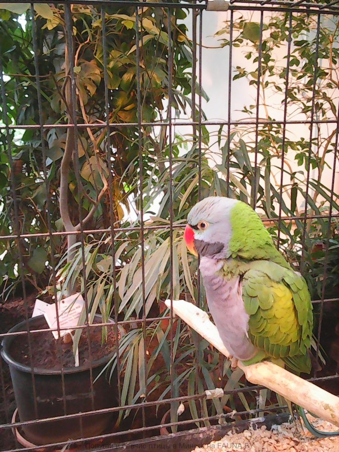 Китайский ожереловый