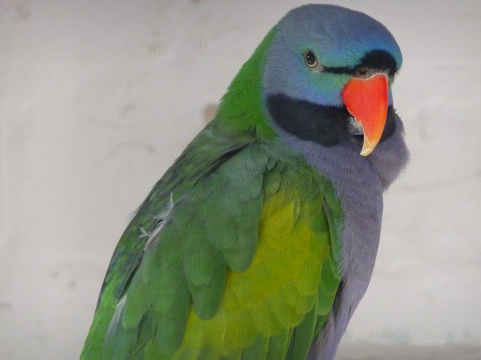 Индийский кольчатый попугай