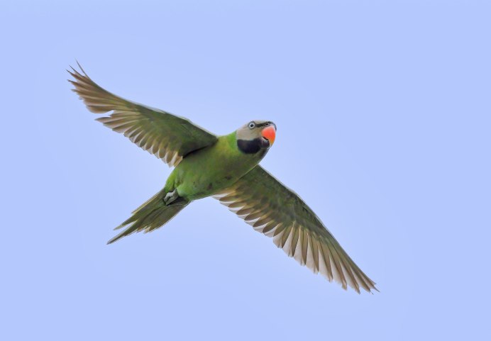 Розовогрудый ожереловый попугай