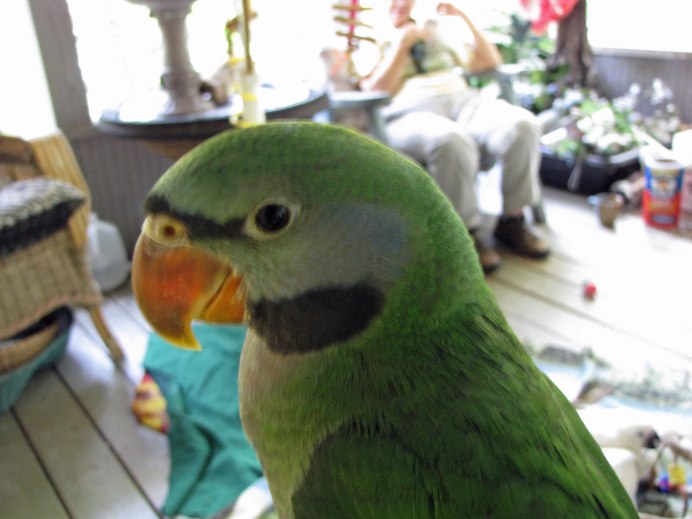 Амазон и ожереловый попугай