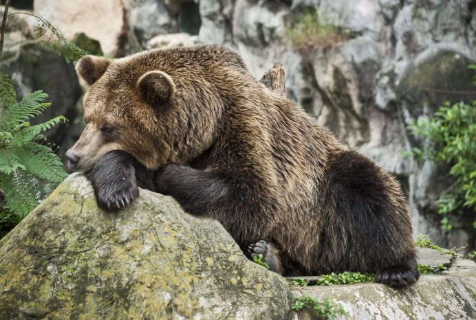Бурый медведь – Ursus arctos l.
