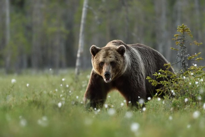 Ursus arctos horribilis
