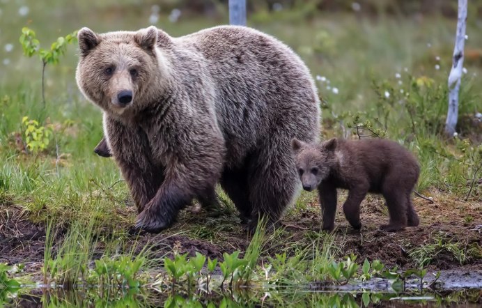 Бурый медведь Амурская область