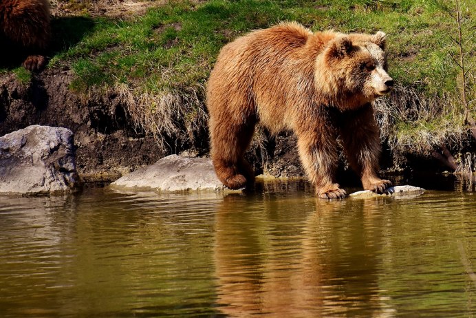 Бурый медведь (Ursus arctos)