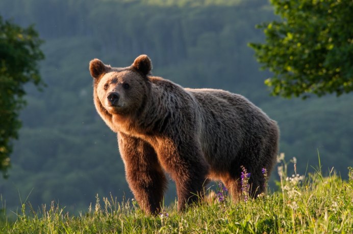 Медведь Гризли