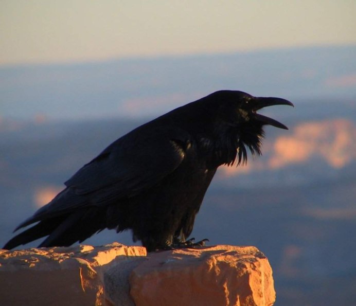 Ворон птица