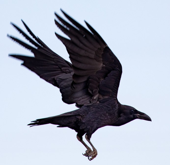 Фото ворона Феникса