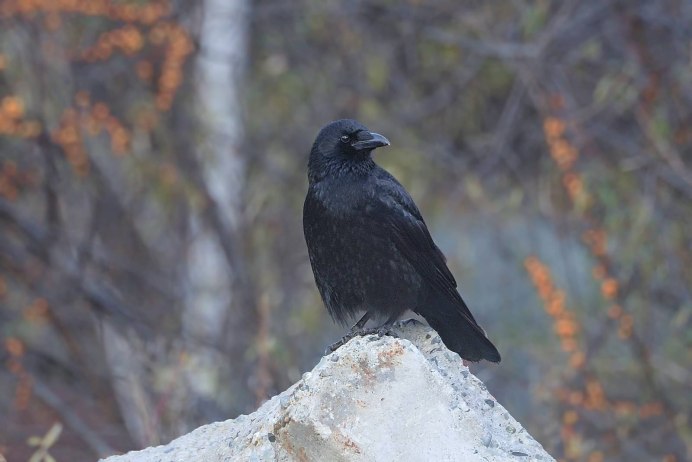 Ворон Феникс сшил