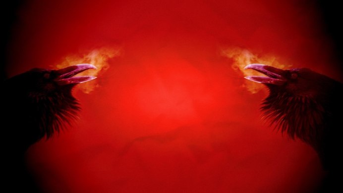 Австралийская ворона картинки