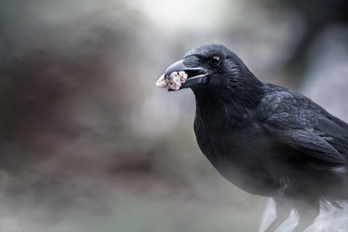 Злая ворона