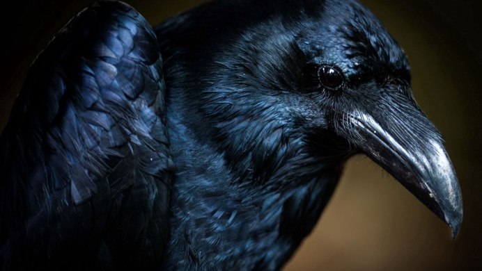 Ворон Феникс