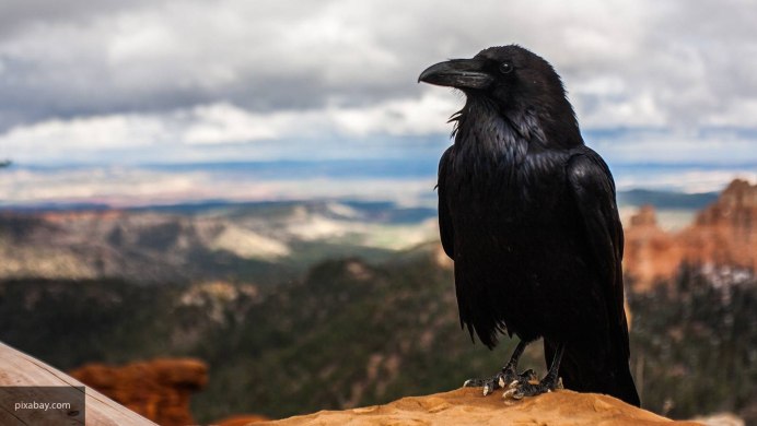 Вороны обои